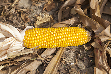 Image showing Mature corn