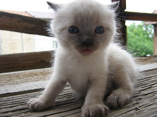 Image showing White kitty