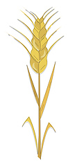 Image showing A dry bunch of wheat vector or color illustration