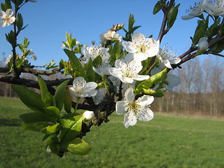 Image showing Spring time