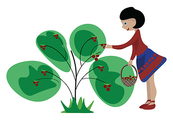 Image showing Girl collecting berries, vector or color illustration.