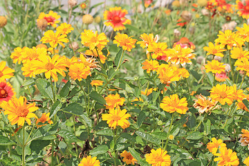 Image showing Yellow flowers