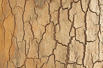 Image showing Platan bark