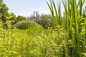 Image showing sunny wetland scenery