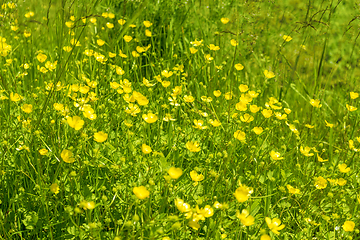 Image showing wildflower meadow closeup