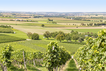 Image showing winegrowing scenery in Hohenlohe