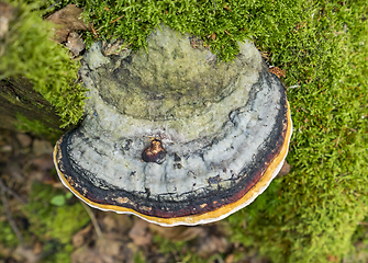 Image showing tinder fungus closeup