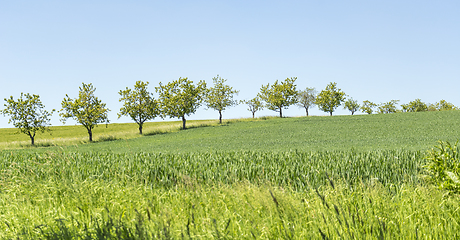 Image showing idyllic spring time scenery