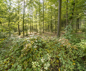 Image showing idyllic forest scenery