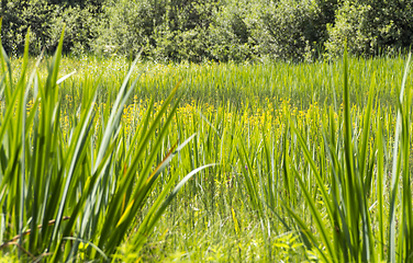 Image showing sunny wetland scenery