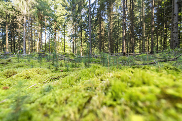 Image showing sunny forest scenery