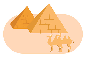 Image showing Two pyramides and two camels vector illustration on white backgr