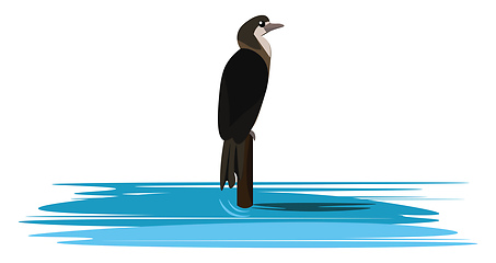 Image showing Image of cormorant, vector or color illustration.