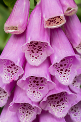 Image showing common foxglove flowers