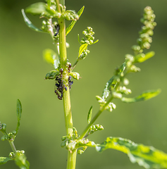 Image showing plant lice colony