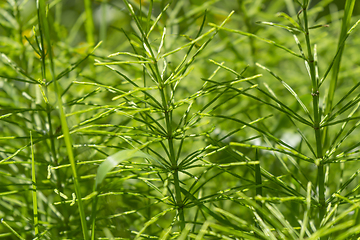 Image showing horsetail plants closeup