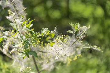 Image showing ermine moth caterpillars and web