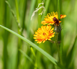 Image showing orange flowers in natural ambiance