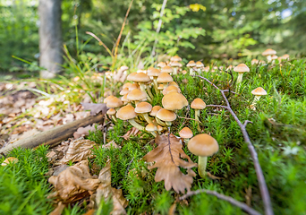 Image showing lots of mushrooms