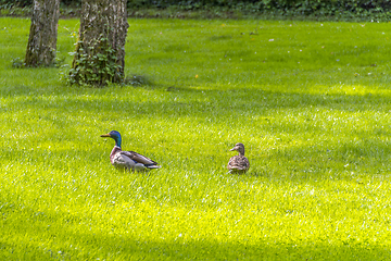 Image showing Wild ducks in idyllic park scenery