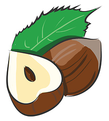 Image showing Cartoon vector illustration of a hazelnut cutted in a half with 