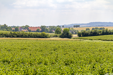 Image showing agricultural scenery in Hohenlohe