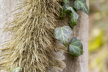 Image showing ivy leaves and stem