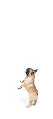 Image showing Young French Bulldog is posing. Cute doggy or pet is playing, running and looking happy isolated on white background.