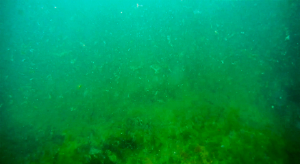 Image showing Underwater landscape in the sea.