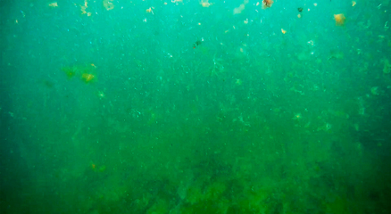 Image showing Underwater landscape in the sea.