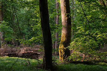 Image showing Light entering rich deciduous forest