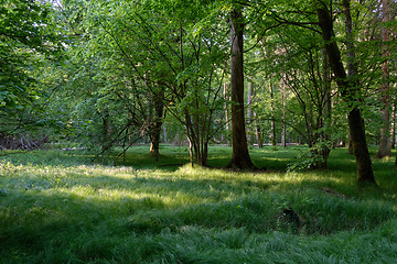 Image showing Light entering rich deciduous forest