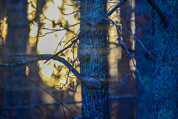 Image showing morning forest tree branches bokeh