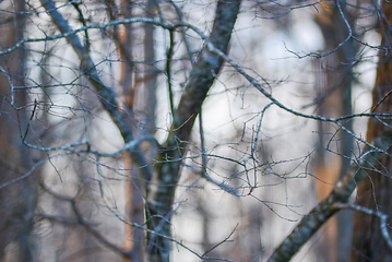 Image showing morning forest tree branches bokeh