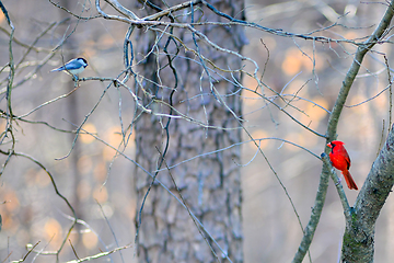 Image showing birds feeding and playing at the feeder