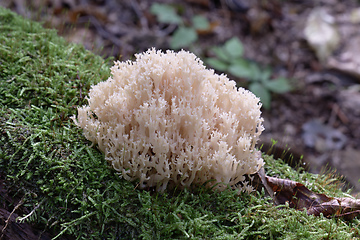 Image showing Coral Mushroom(Artomyces pyxidatus) closeup