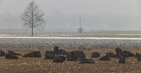 Image showing European bison (Bison bonasus) herd