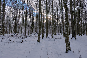 Image showing Trees snow wrapped blizzard after