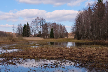 Image showing Springtime flooded meadow within forest