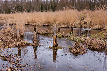 Image showing Narewka River in early spring