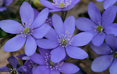 Image showing Round-lobed hepatica close-up