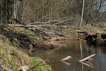 Image showing Narewka River in early spring