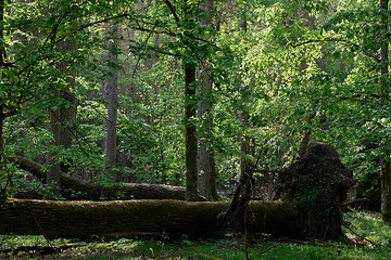 Image showing Old natural deciduous stand with old oak trees