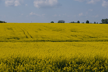 Image showing Yellow rape field with trees and bushes