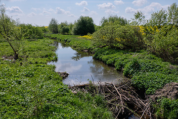 Image showing Small river with beavers dam