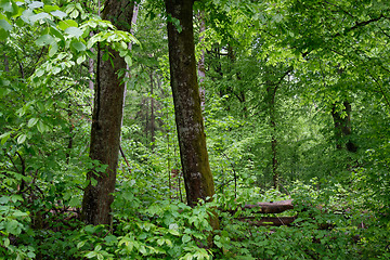 Image showing Deciduous stand with hornbeams