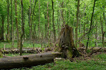 Image showing Springtime deciduous stand with old broken spruces