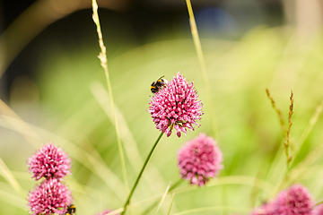 Image showing bee pollinating flowers blooming in summer garden