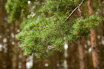 Image showing branch of pine tree in coniferous forest