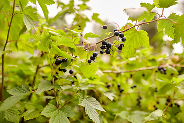 Image showing black currant bush with ripe berries at garden